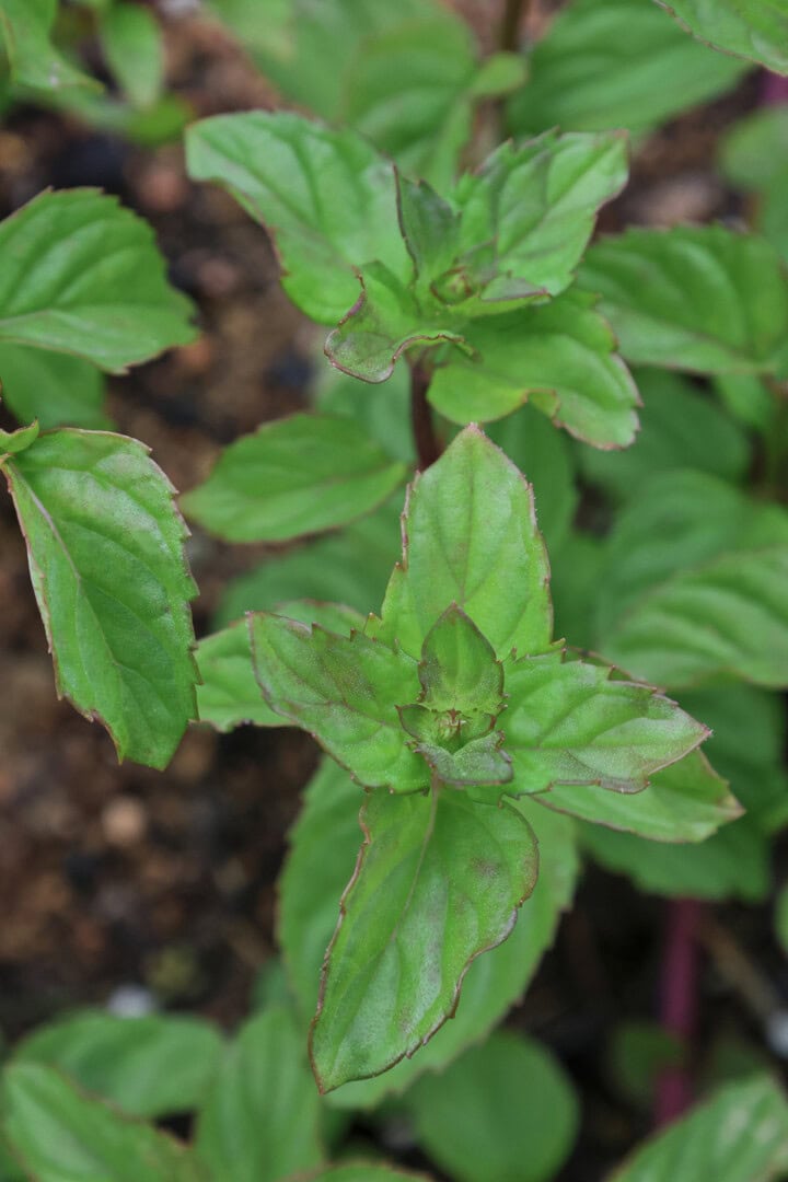 lime mint plants