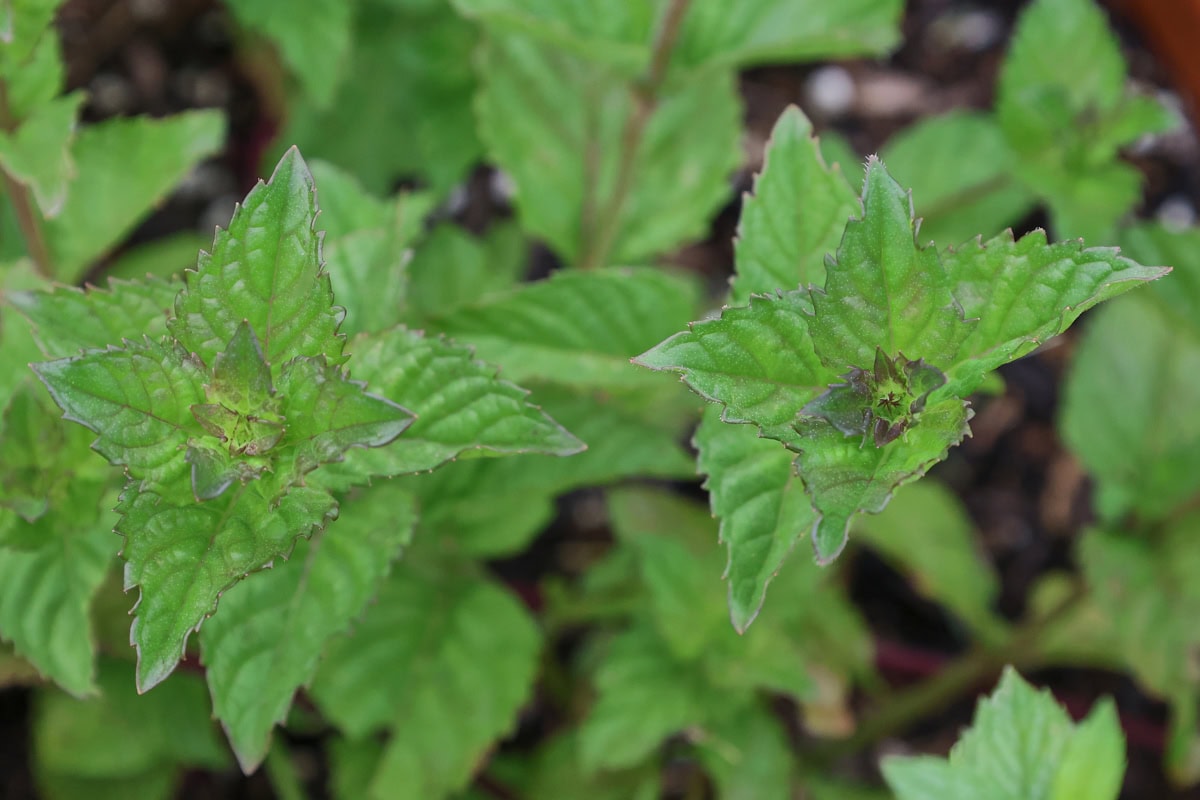 margarita mint plants