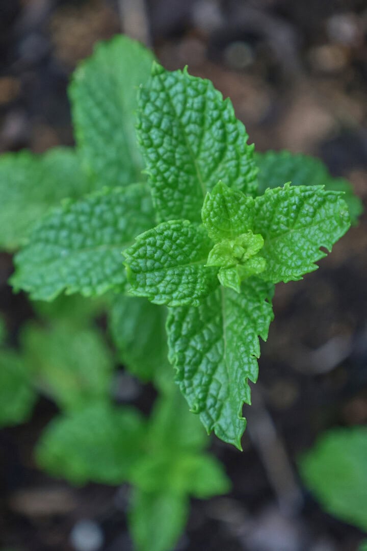 marley mint plants
