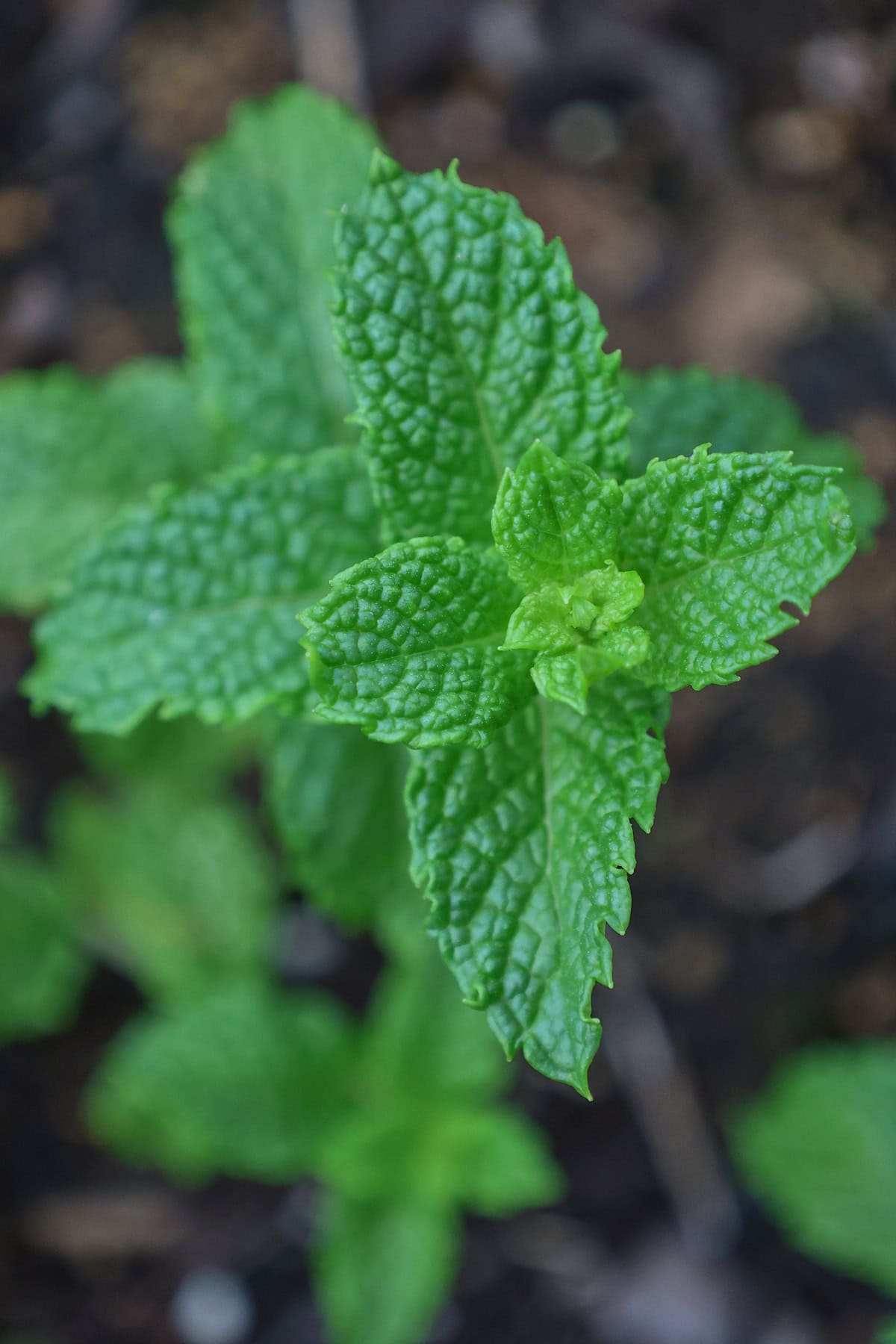 marley mint plants