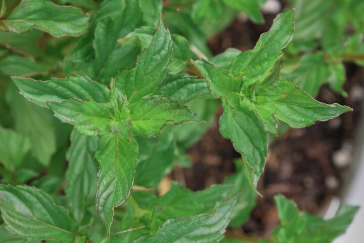 marshmallow mint plants