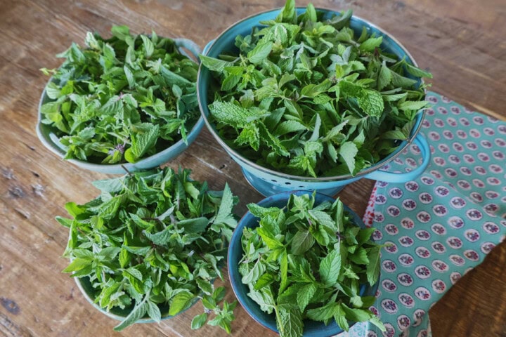 mint sprigs in colanders, with a kitchen towel alongside