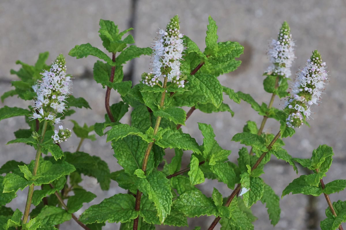 mojito mint plants