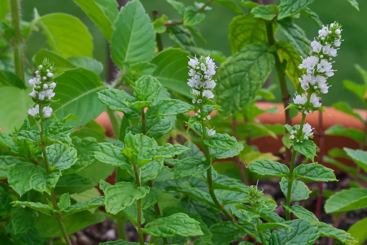 moroccan mint plants in a planter