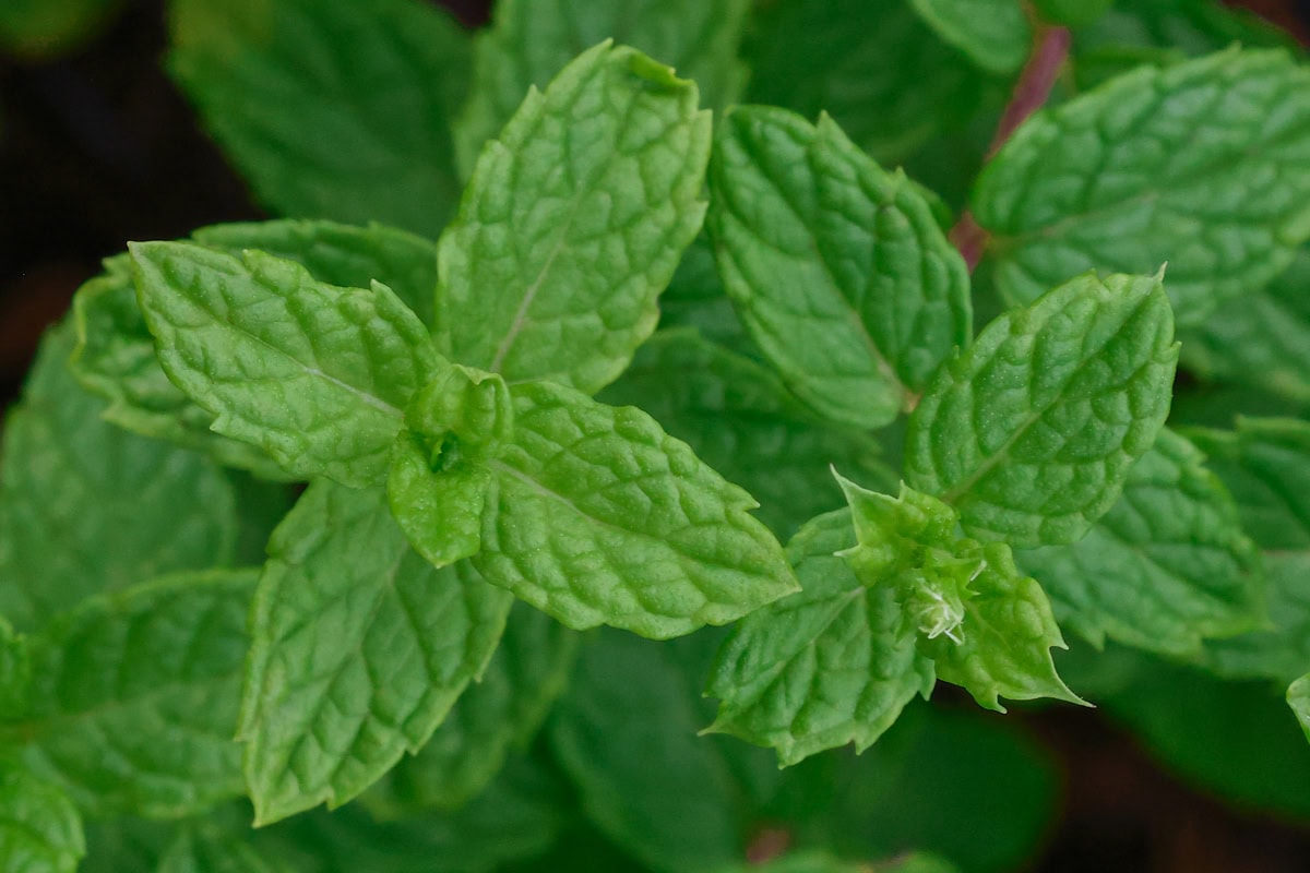 moroccan mint plants