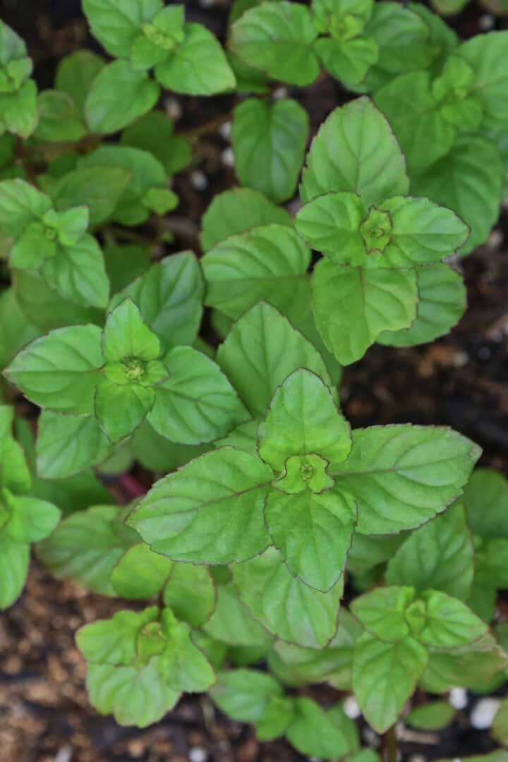 orange bergamot mint plants