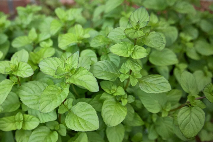 orange mint plants
