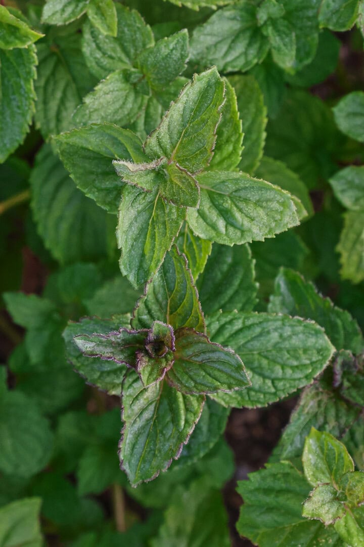 peppermint plants