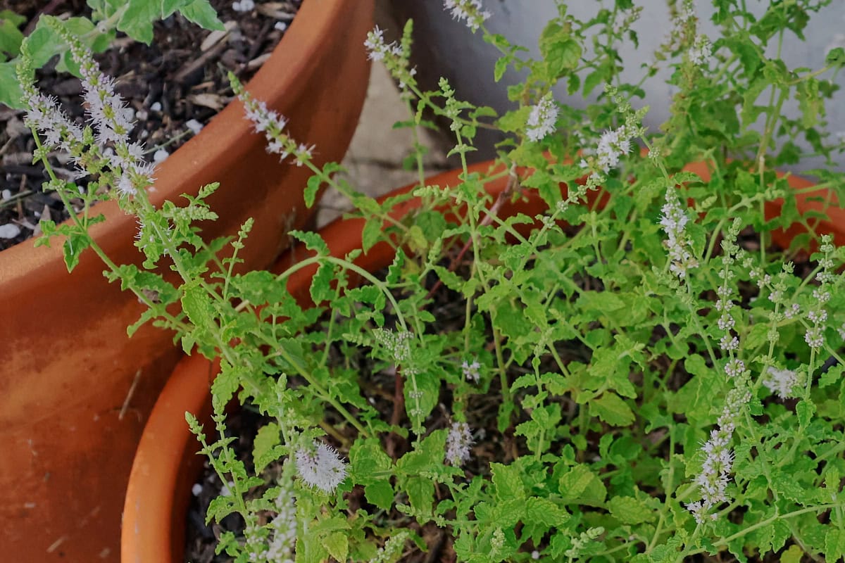 strawberry mint plants in a planter with other planters nearby
