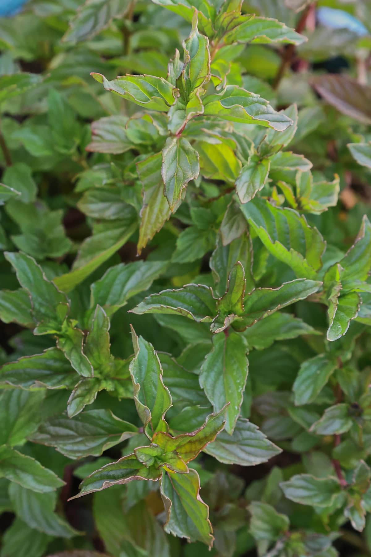 sweet pear mint plants