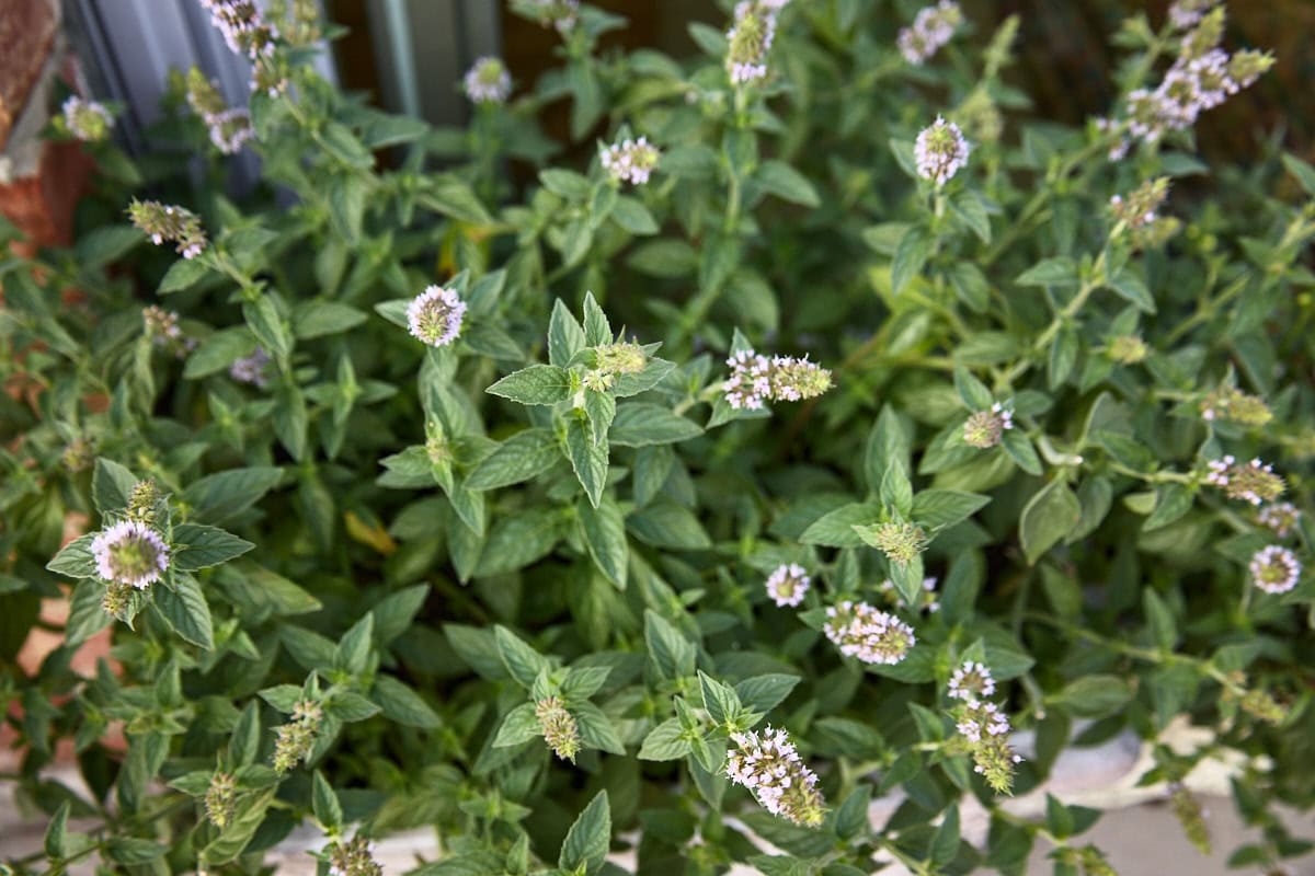 sweet pear mint plants