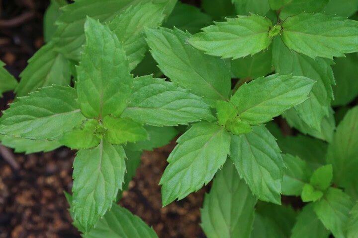 swiss mint plants