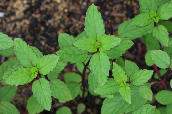 Thai mint plants