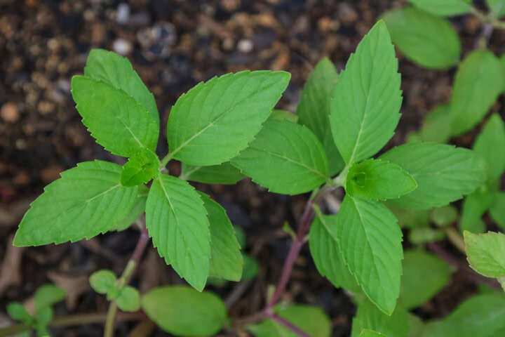 vietnamese mint plants