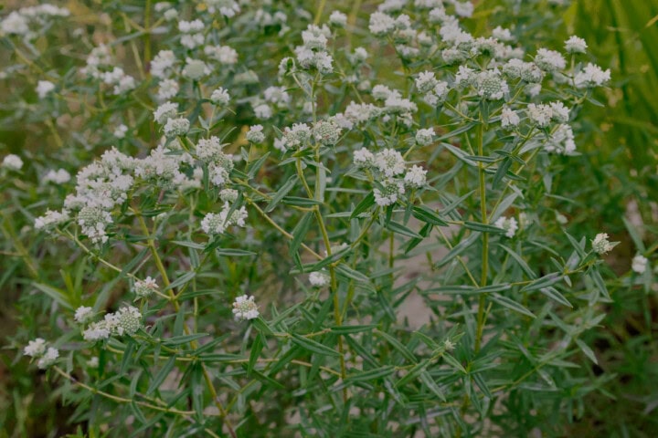 virginia mountain mint plants