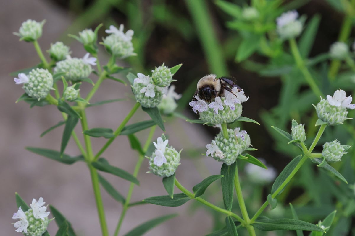 virginia mountain mint plants with a bumblebee on top of one of the flowers