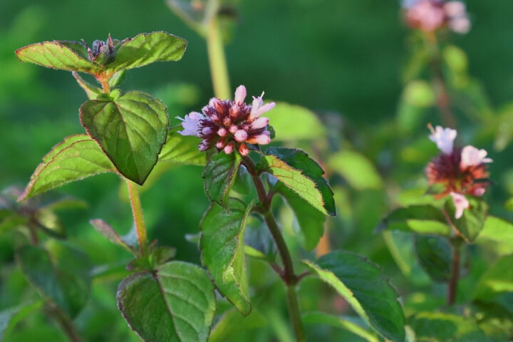 water mint plants