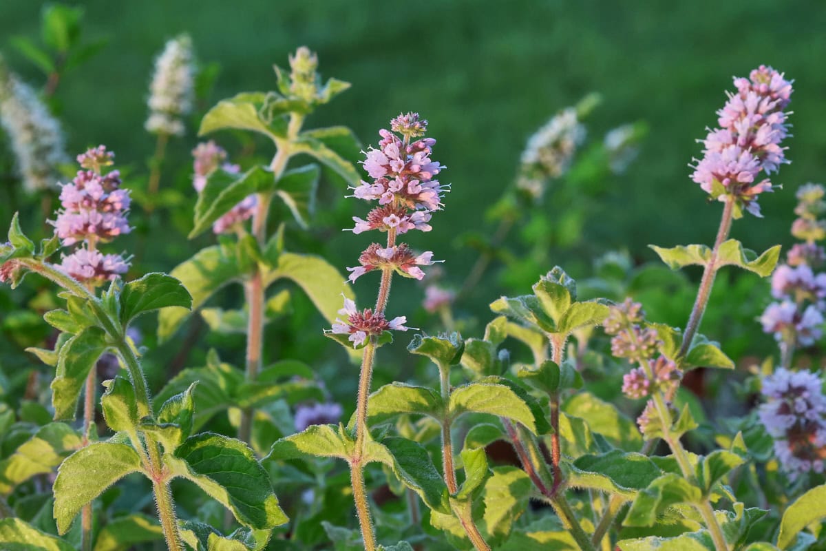 wintergreen mint plants