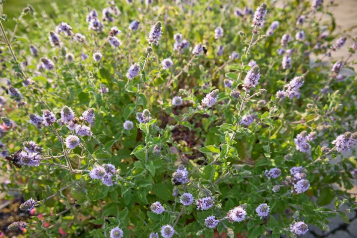 wintergreen mint plants