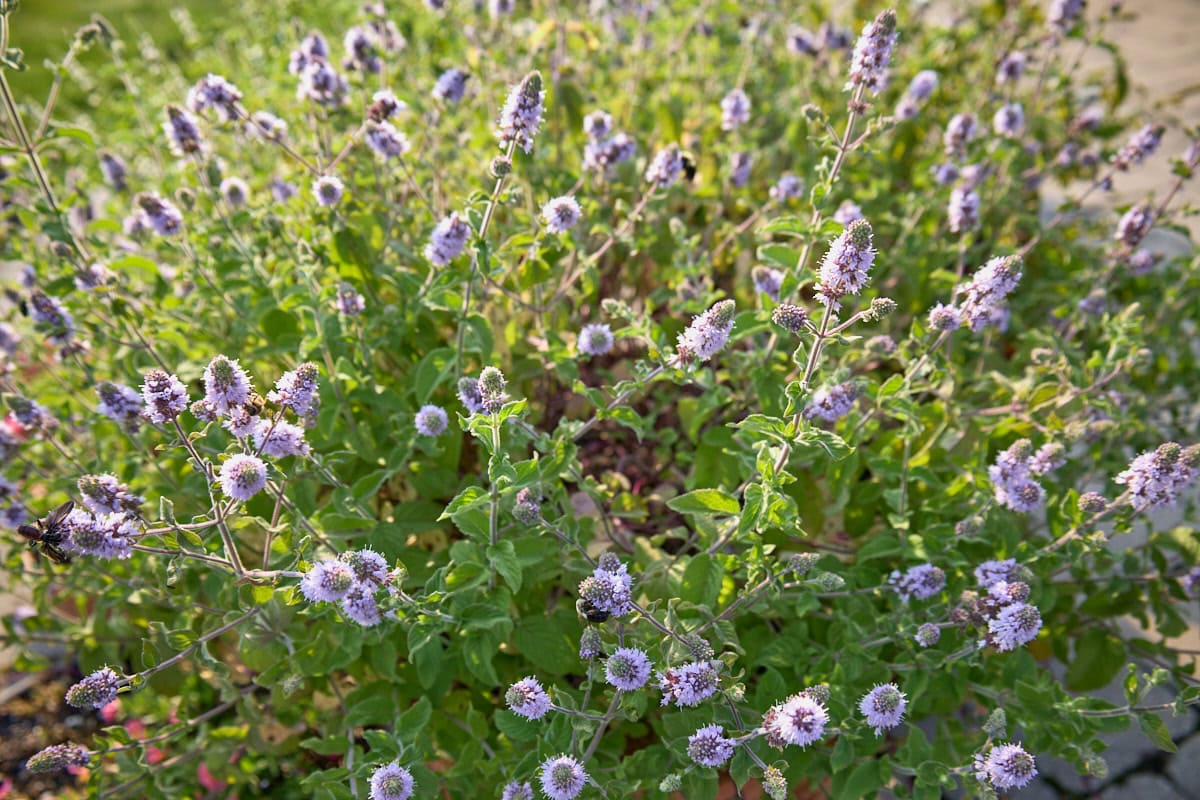 wintergreen mint plants