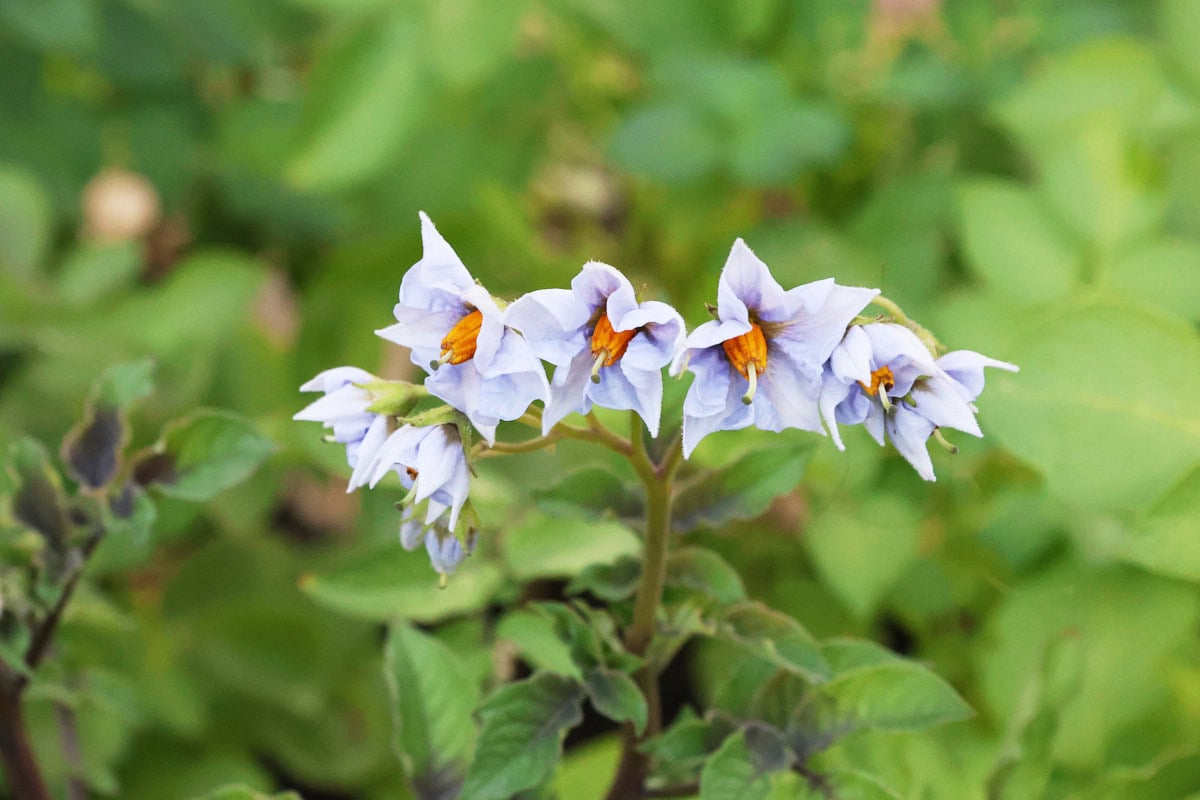 all-blue potato flowers