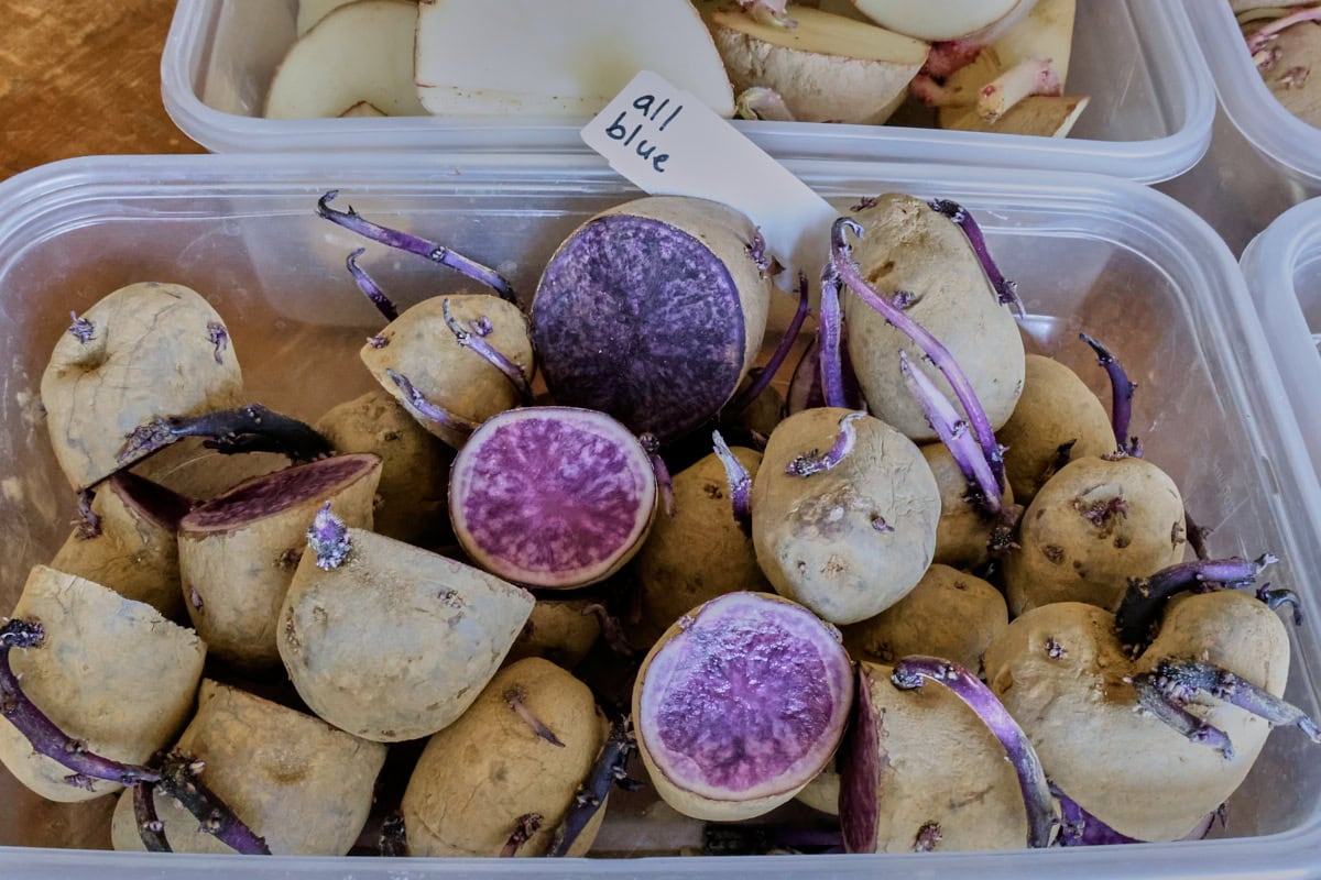 sprouting all-blue seed potatoes in a container