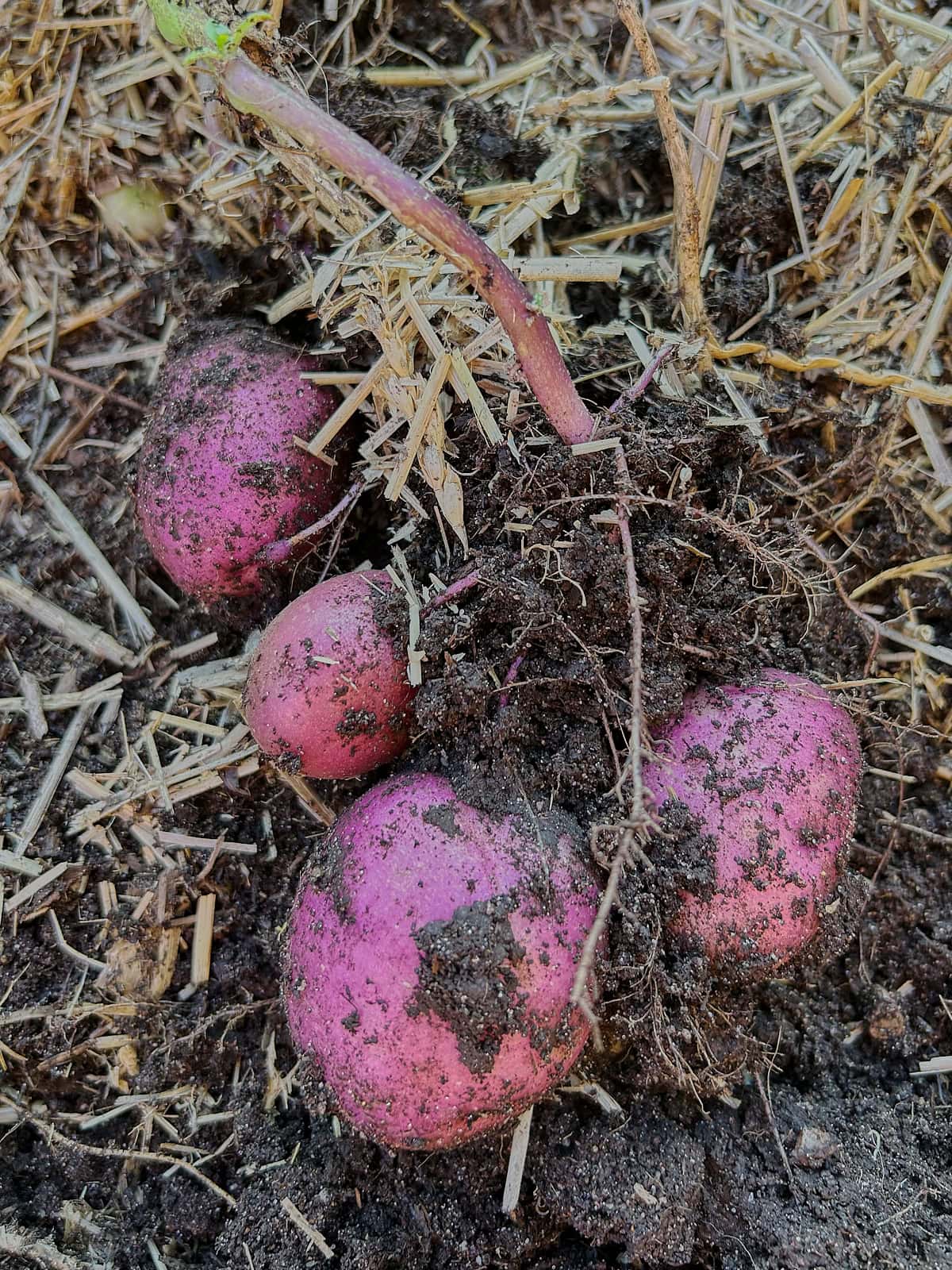 freshly-dug caribe pre-nuclear potatoes on the soil