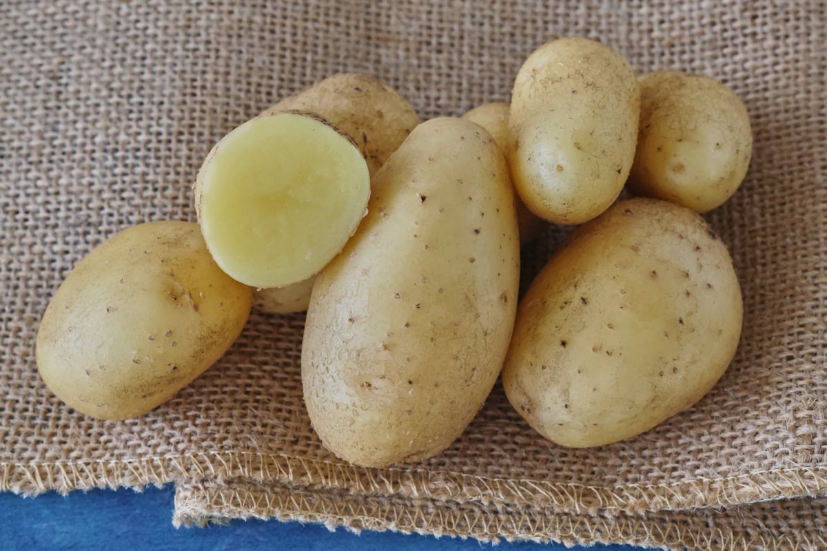 carola potatoes on burlap on a background