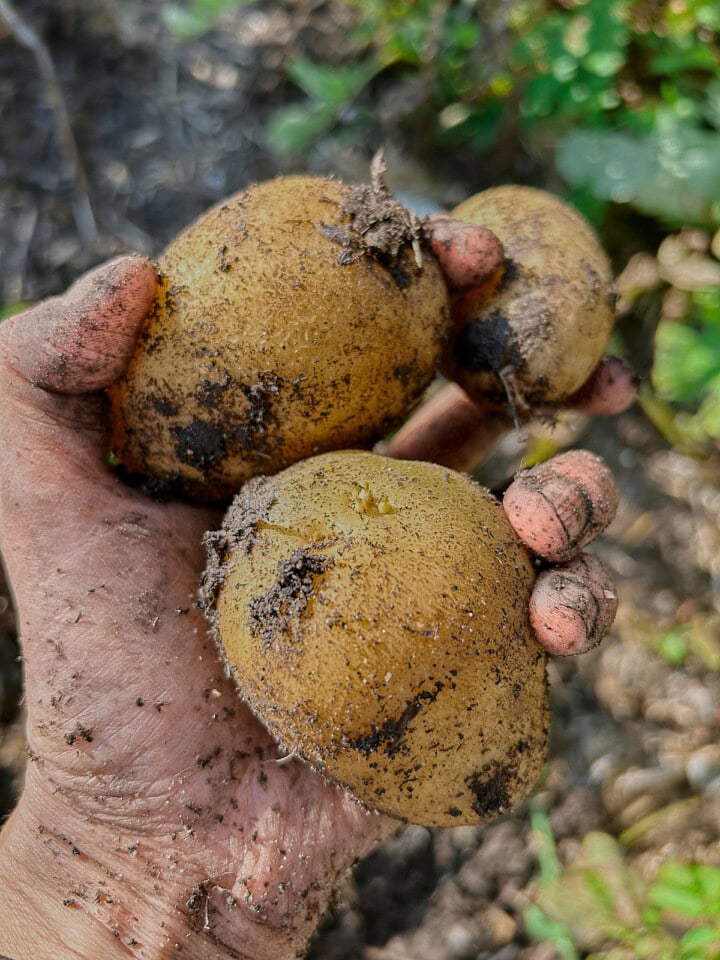 freshly-dug charlotte pottoes in a hand over a garden bed