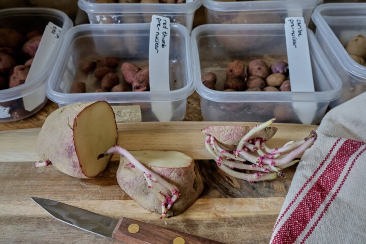 sectioned and sprouted dark red norland seed potatoes on a cutting board with a knife and kitchen towel, and labeled seed potatoes in containers in the background