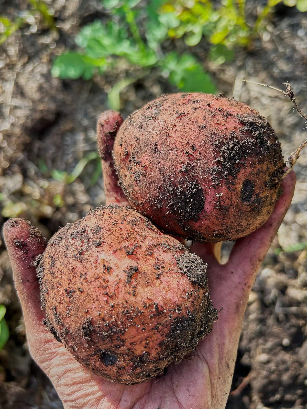 freshly-dug dark red norland potatoes in an open hand over a garden bed
