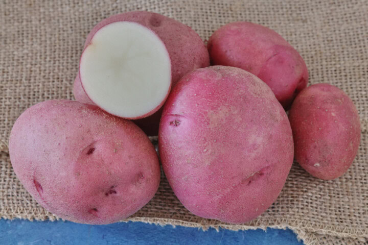 dark red norland potatoes on burlap on a background