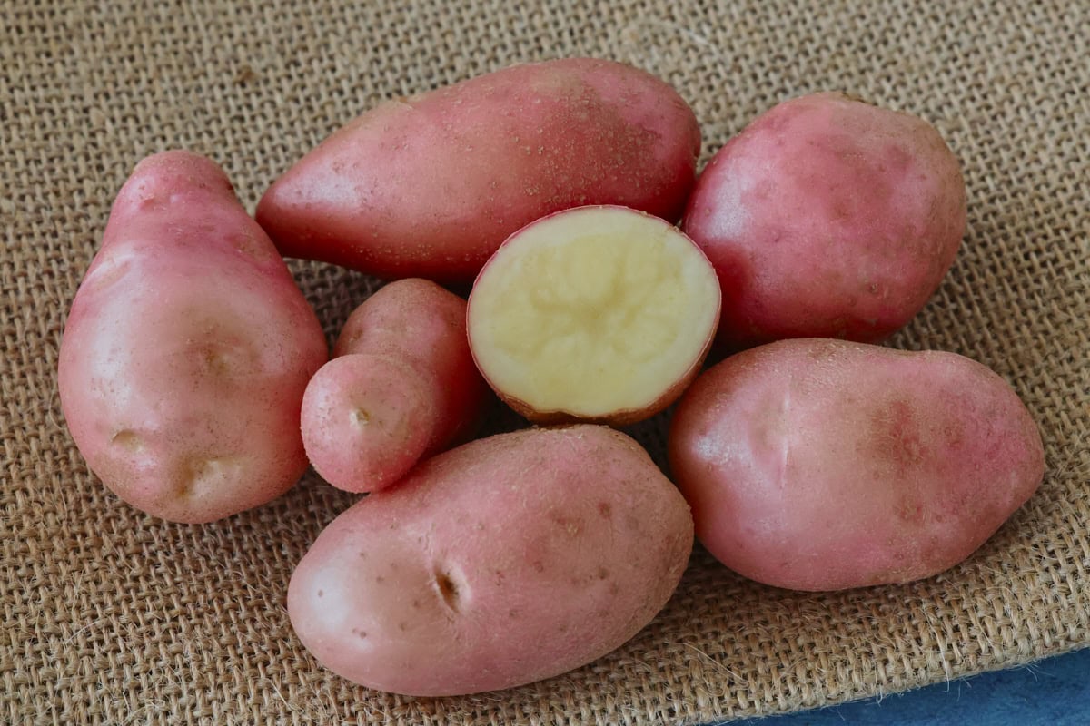 désirée potatoes on burlap on a background