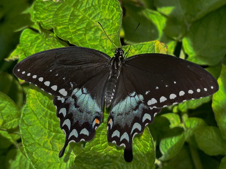 a female black swallowtail butterfly on potato plants