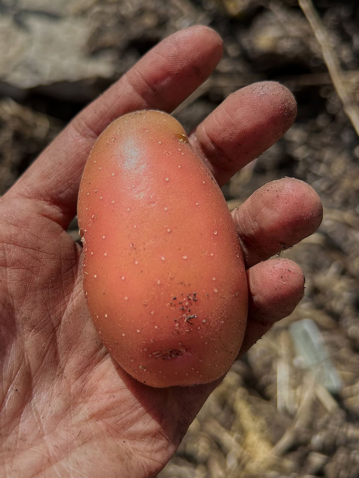 a freshly-dug french fingerling potato in an open hand over a garden bed