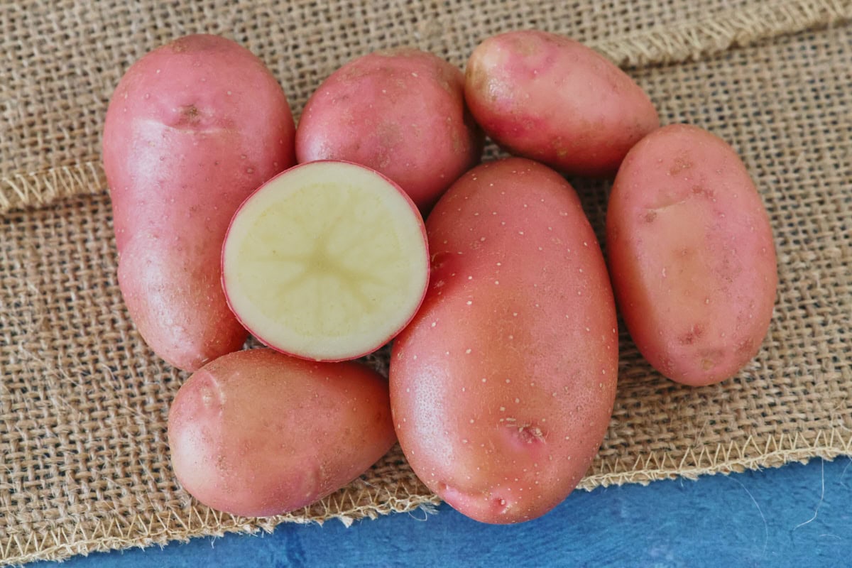 french fingerling potatoes on burlap on a background