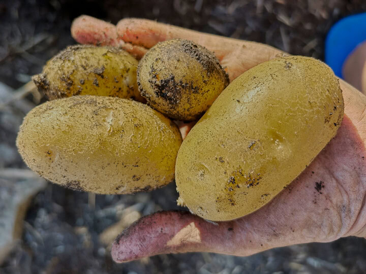freshly-dug german butterball potatoes in an open hand over the garden soil
