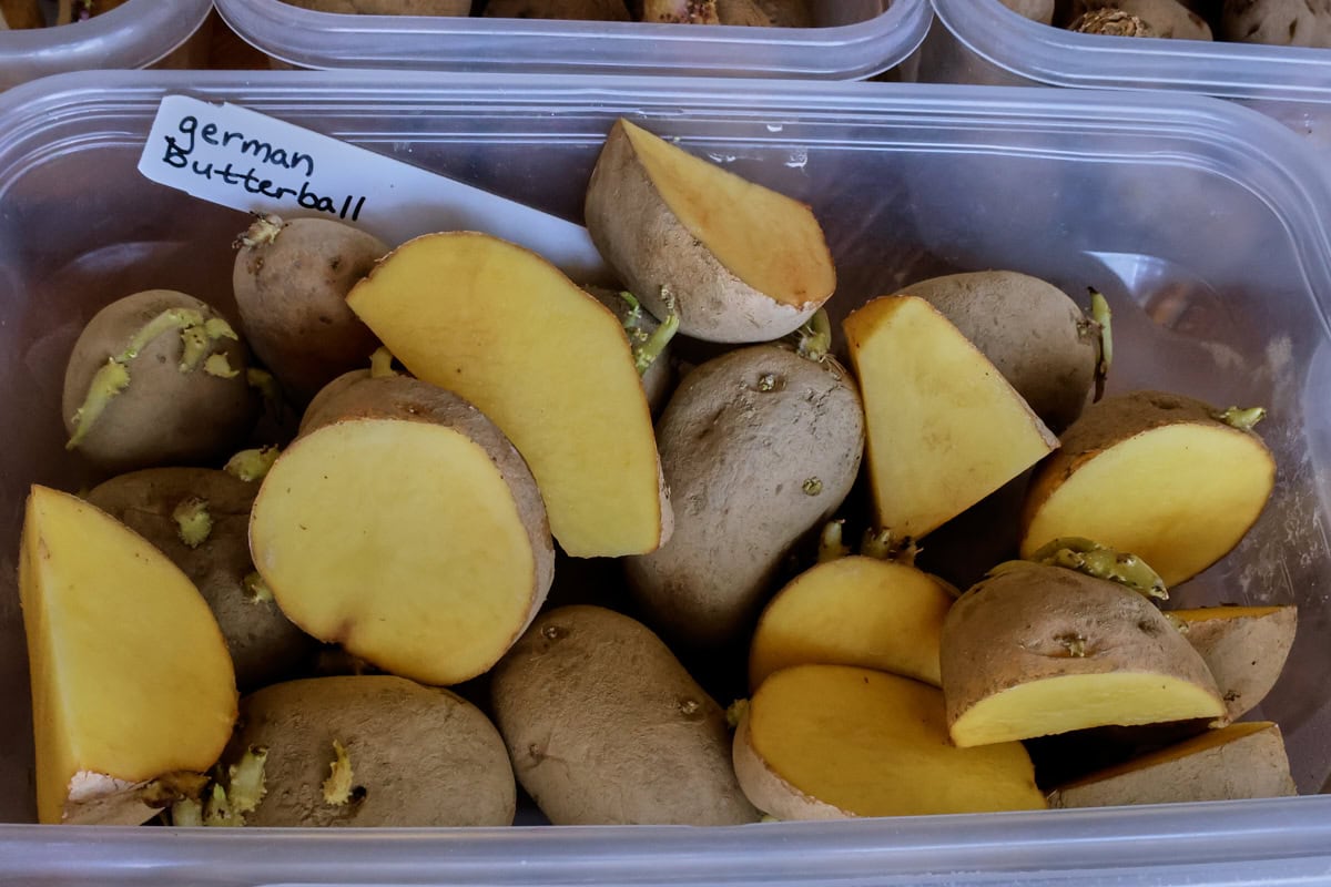 sprouting german butterball seed potatoes in a container