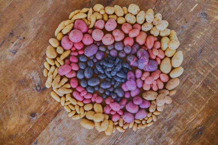 heirloom potatoes arranged into a circle by color on a table