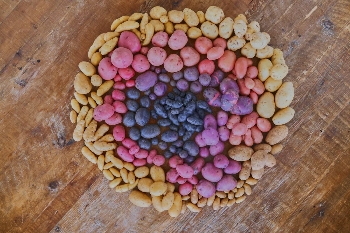 heirloom potatoes arranged into a circle by color on a table