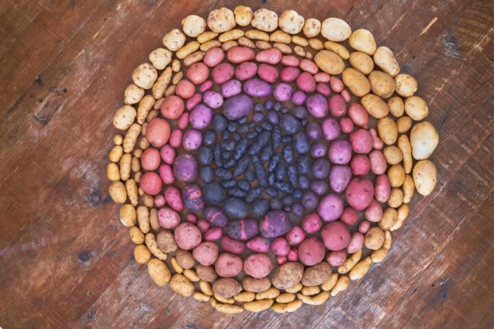 a spiral of heirloom potatoes arranged on a table