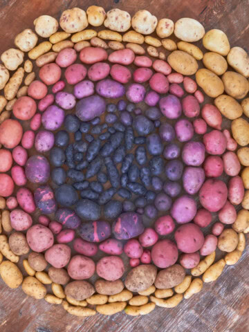 a spiral of heirloom potatoes arranged on a table