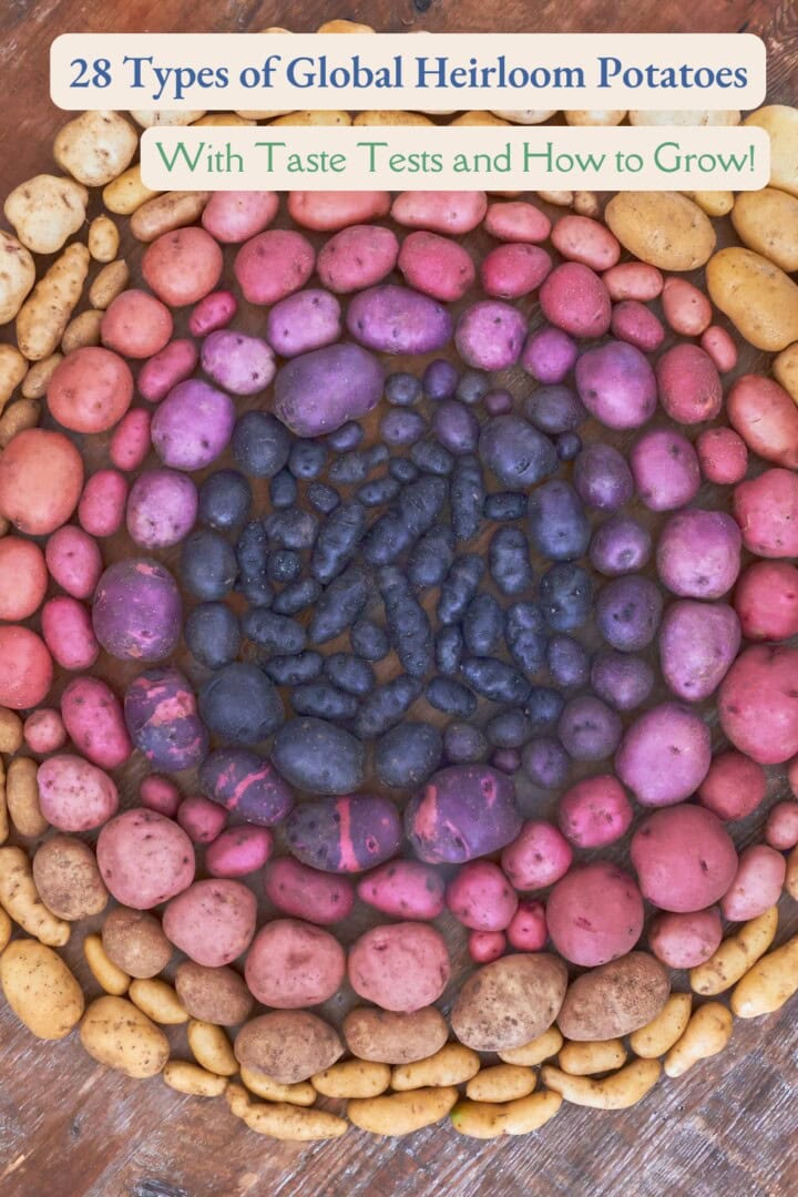 a circular arrangement of a variety of heirloom potatoes in various shapes and colors on a wood table