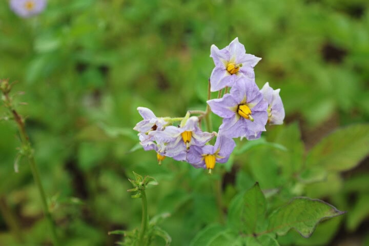 huckleberry gold potato flowers