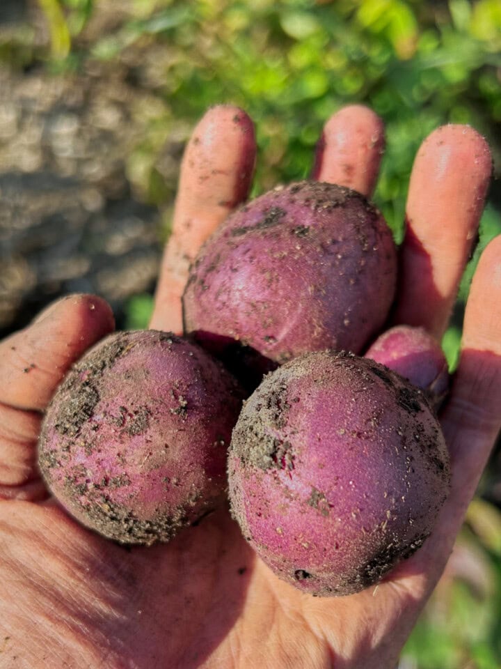 freshly-dug huckleberry gold potatoes held in an open hand