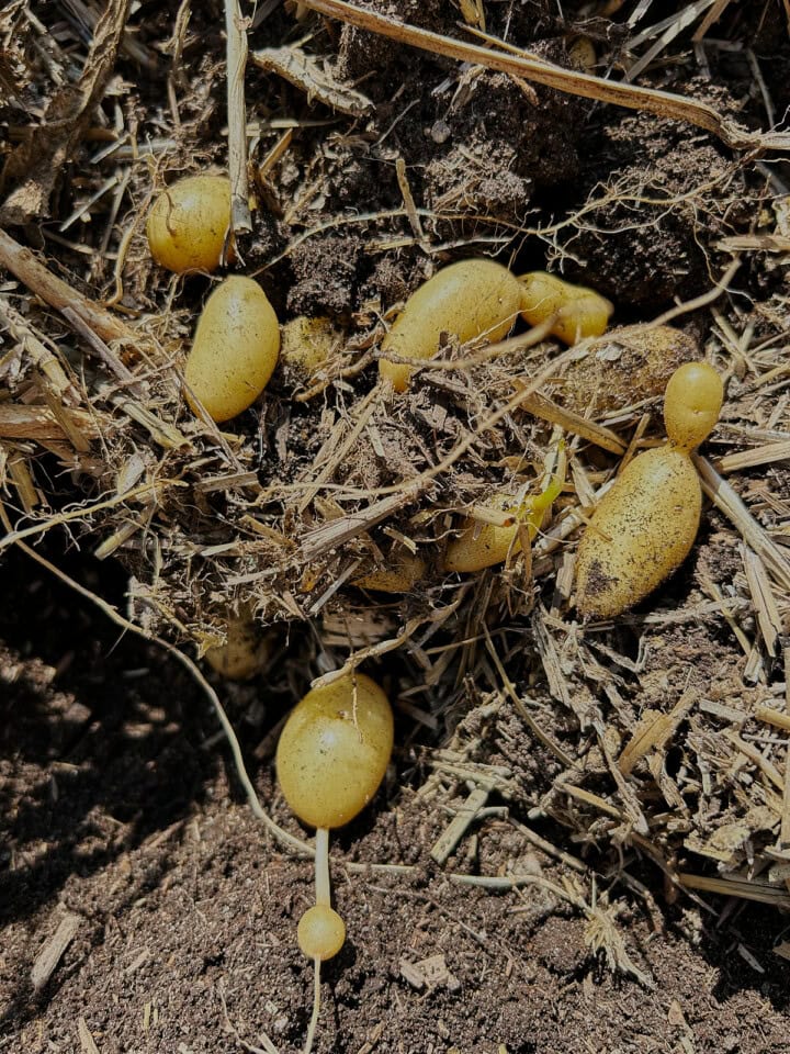 freshly-dug la ratte potatoes on the soil