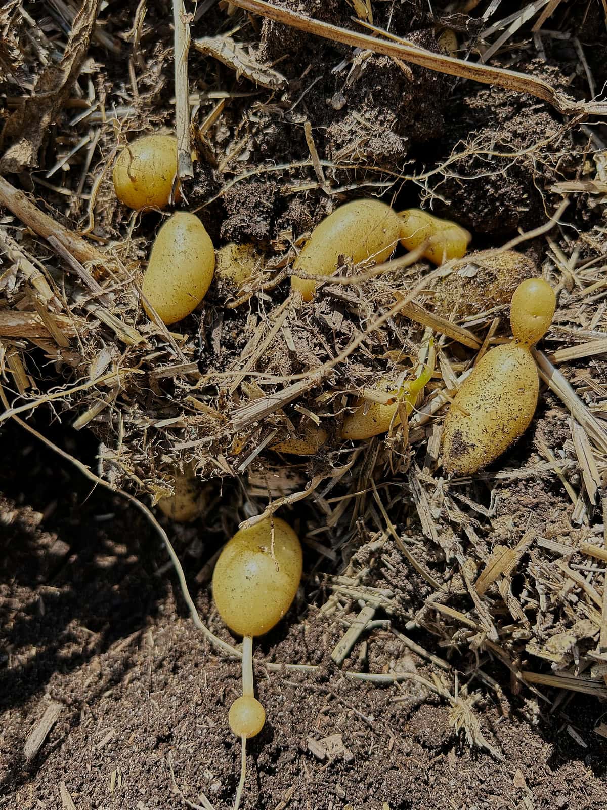 freshly-dug la ratte potatoes on the soil