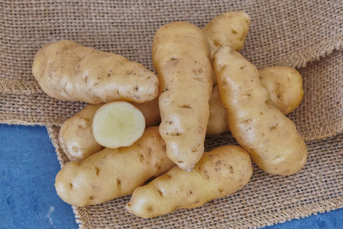 ozette fingerling potatoes on burlap on a background