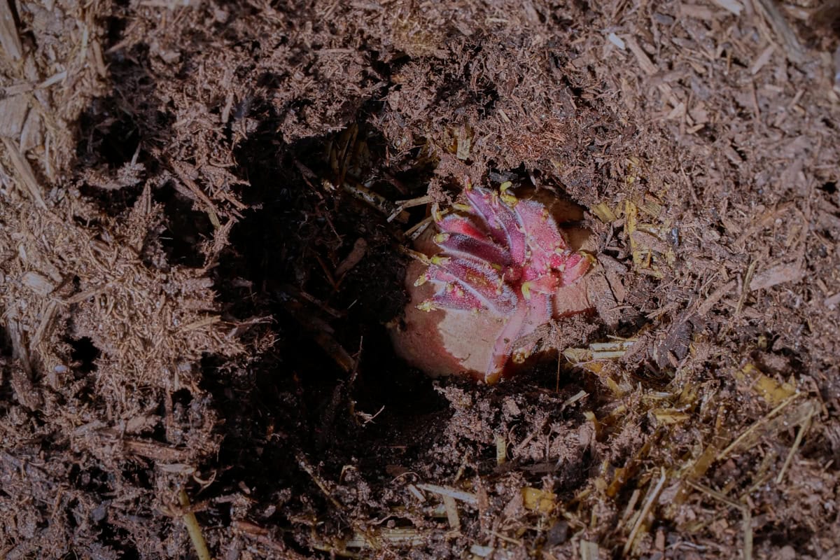 a baltic rose seed potato with sprouts planted in the soil