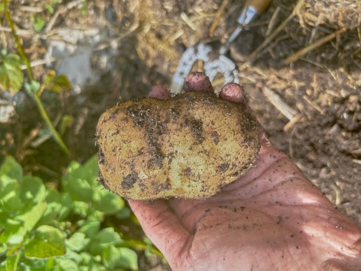 a hand holding a freshly-dug potato over a garden bed